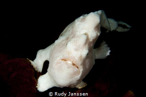Froggy by Rudy Janssen 
